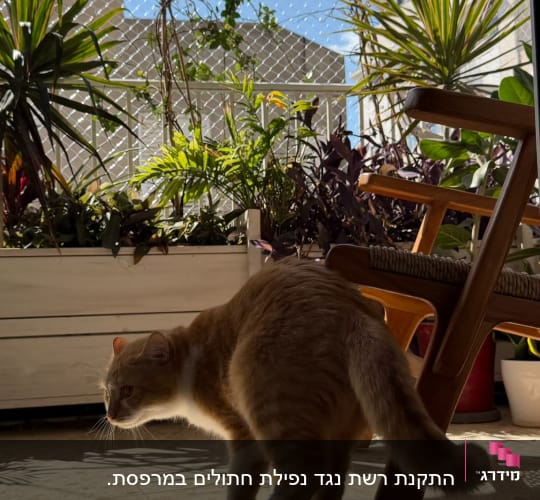 חתול על רצפה ליד צמחים ורשת